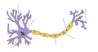 Source: https://en.wikipedia.org/wiki/Neuron